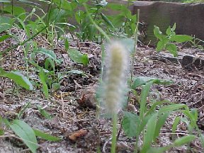 a fuzzy yellow caterpillar