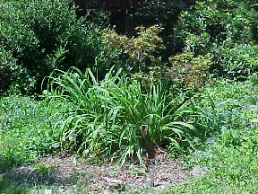 day lilies in front of the azalea