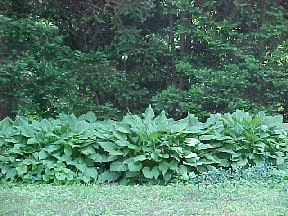 hostas in front of the yews