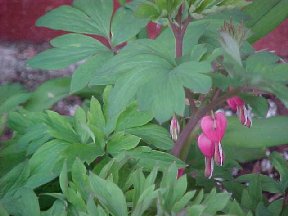 The Bleeding Heart plant near the house started blooming yesterday.