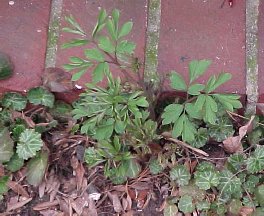 Bleeding Heart plant