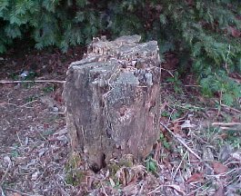 pine tree stump